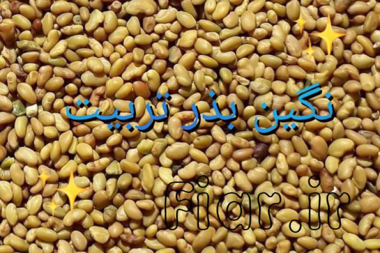 شرکت نگین بذر تربیت تولید و عرضه کننده انواع بذرهای یونجه و شبدر با قیمت مناسب و کیفیتی عالی