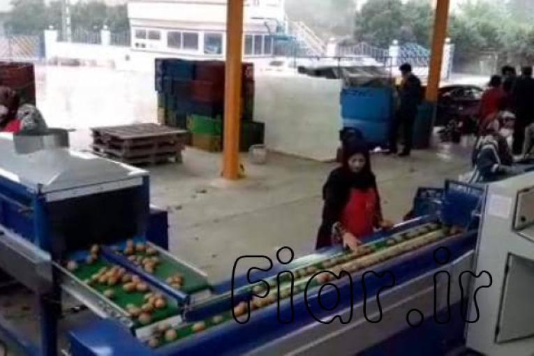 فروش دستگاه سورت وزنی به همراه تجهیزات
