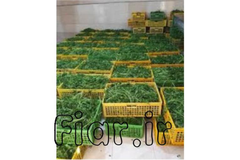  فروش سبزی آماده،سبزی خشک ، سبزی خورشتی،سبزی آش،سبزی دلمه 