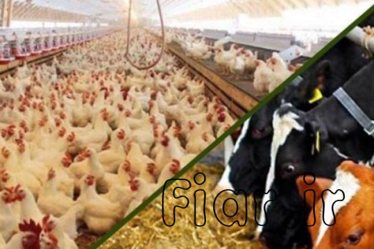 فروش خوراک دام و طیور (تا 3000 ارزانتر)،انواع خوراک پلت،انواع کنسانتره دامی و