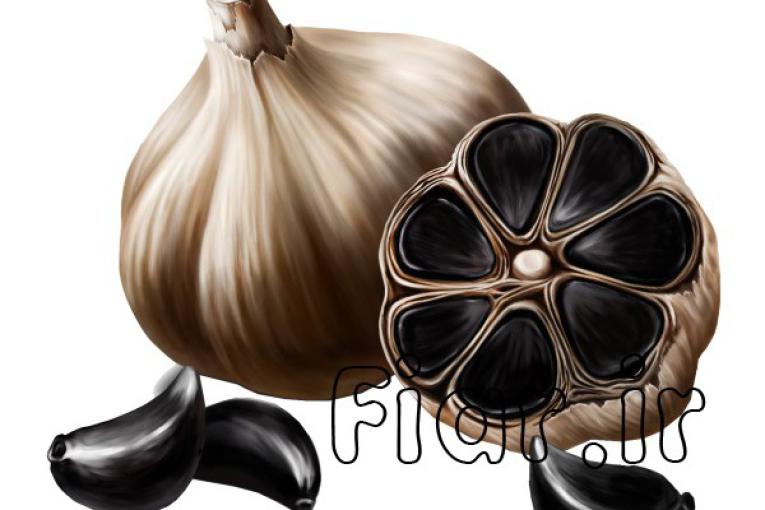 اعطای نمایندگی فروش و پخش سیر سیاه زوبر