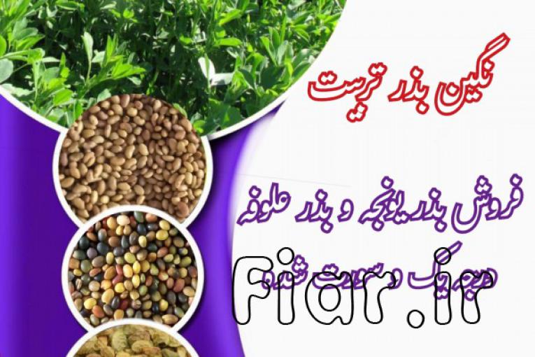 فروش بذر یونجه درجه یک در نگین بذر تربیت 