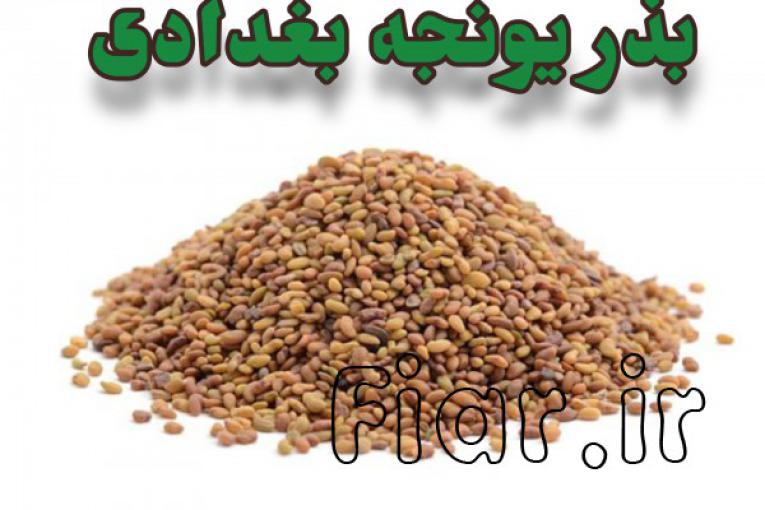 فروش بذر یونجه 