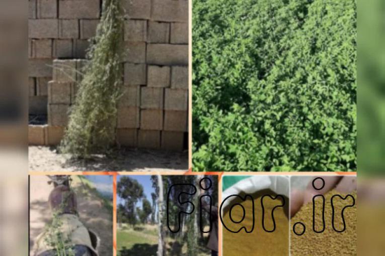 بذر یونجه با تناژ 7تن یونجه در هکتار