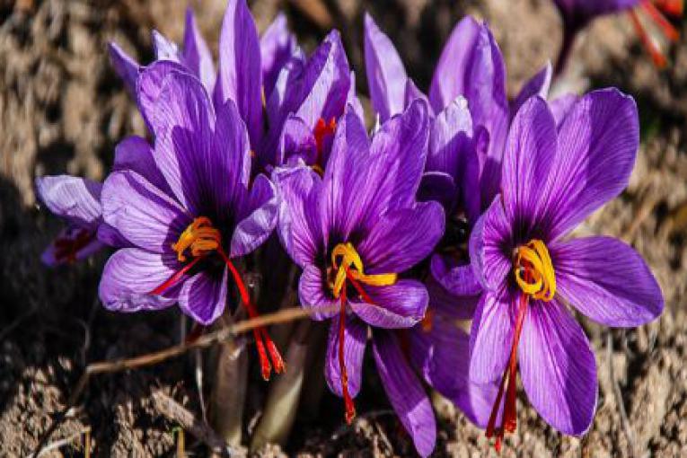 ارزان ترین کود زعفران.قیمت زعفران.Saffron fertilizer.قیمت کود زعفران.کود زعفران مشهد,گناباد,تربت حیدریه زیر قیمت 